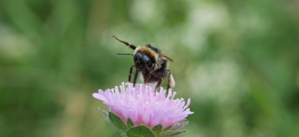 Wildbiene auf Wiesen-Witwenblume