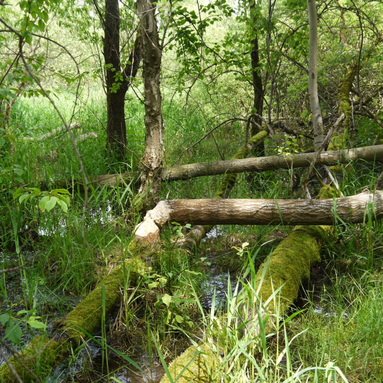 Vom Biber gefällte Bäume bei den Ratsteichen in Ilmenau