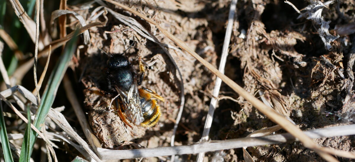 Es zeigt eine Wildbiene. Sie krabbelt über eine offene Bodenstelle.