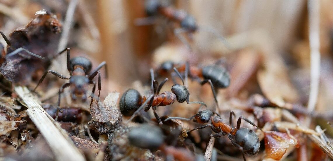 Waldameisen auf Ameisenhügel