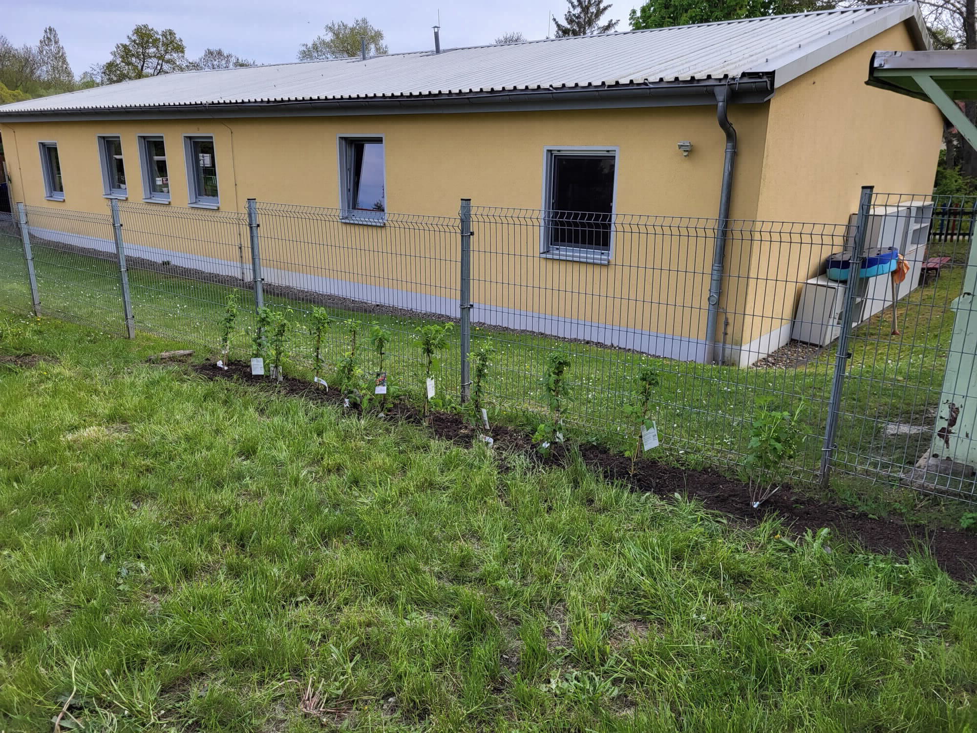 Marlishausen: Die Beerensträucher sind gepflanzt